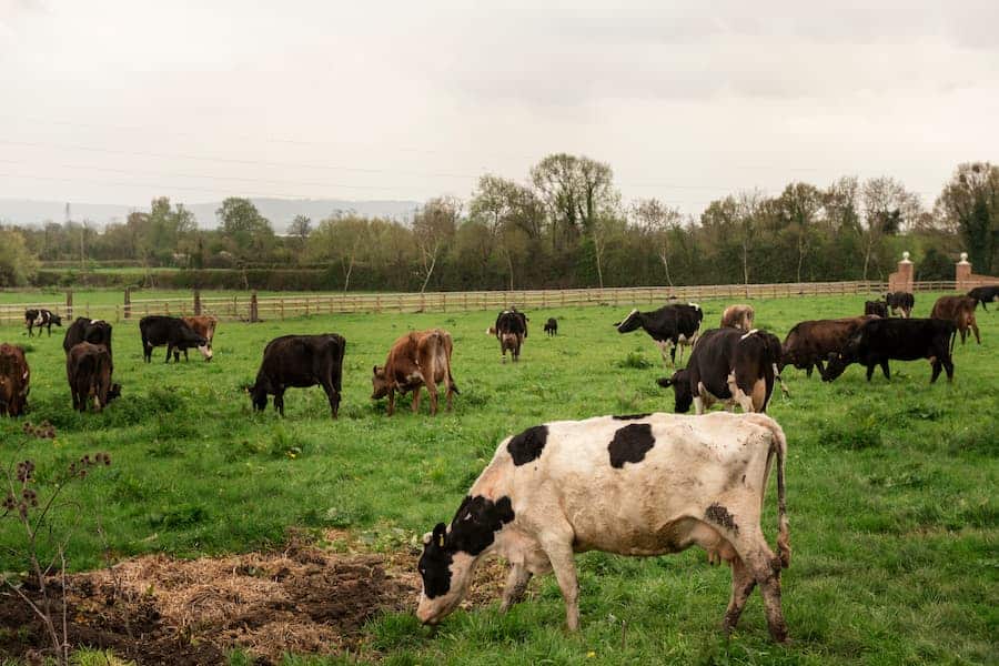Granja local